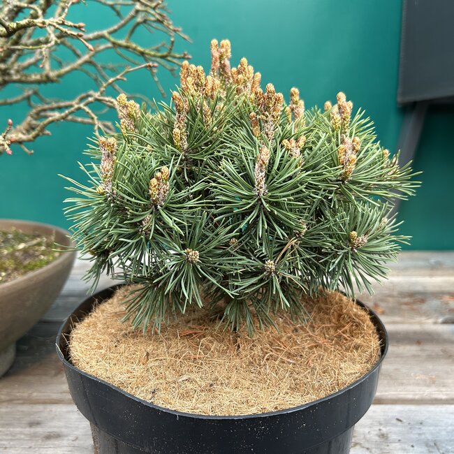 Pinus mugo 'Hostyn Mini'