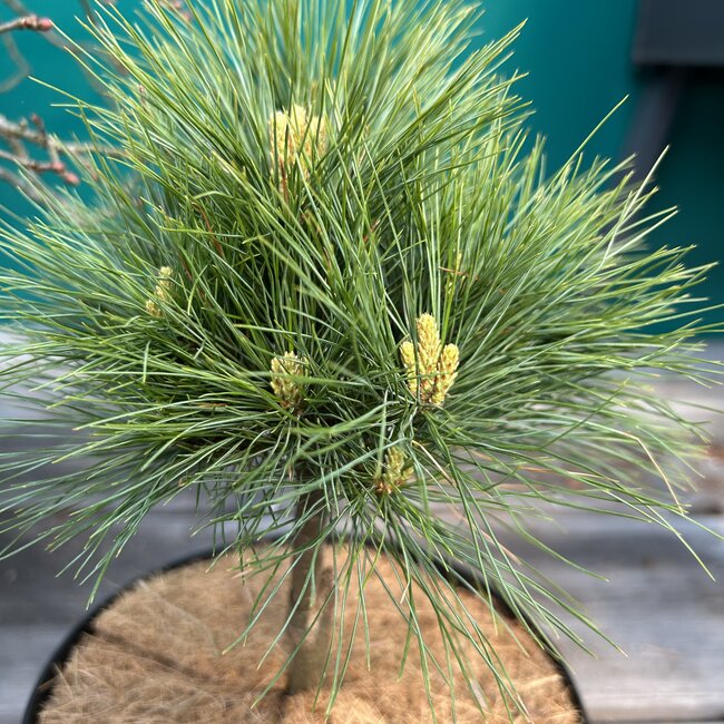 Pinus x schwerinii 'Filip's Shiny Star'