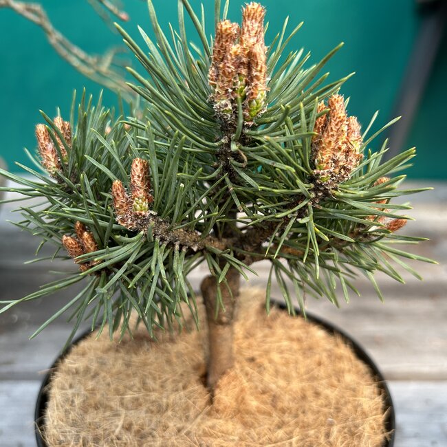 Pinus sylvestris 'Olaud'