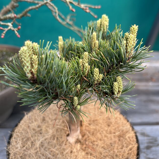 Pinus parviflora 'Ryan'
