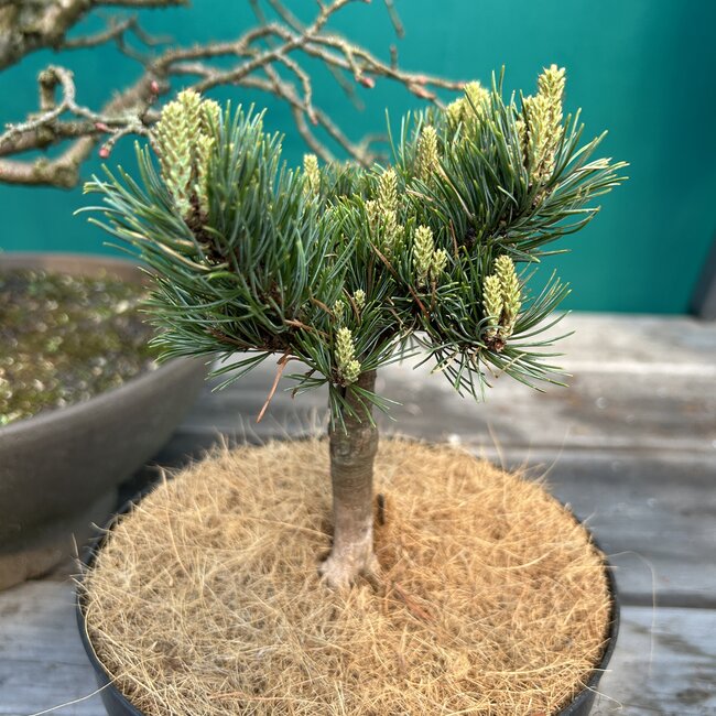 Pinus parviflora 'Ryan'