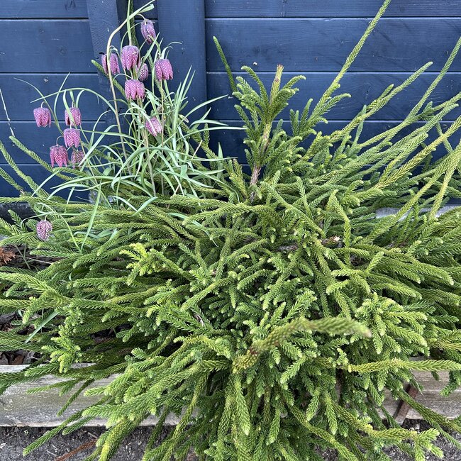Cryptomeria japonica 'Dinger'