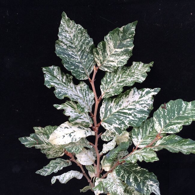 Fagus sylvatica 'Ester'