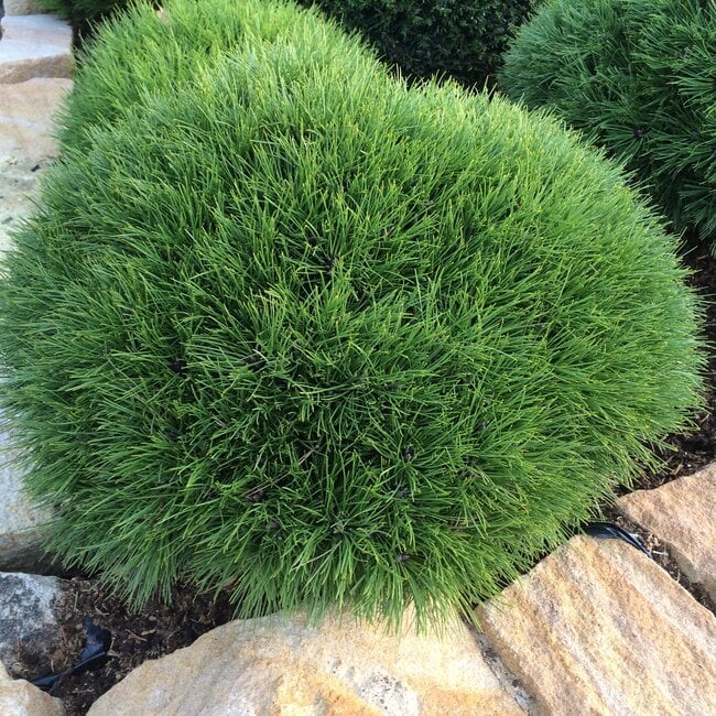 Pinus nigra 'Marie Brégeon'®