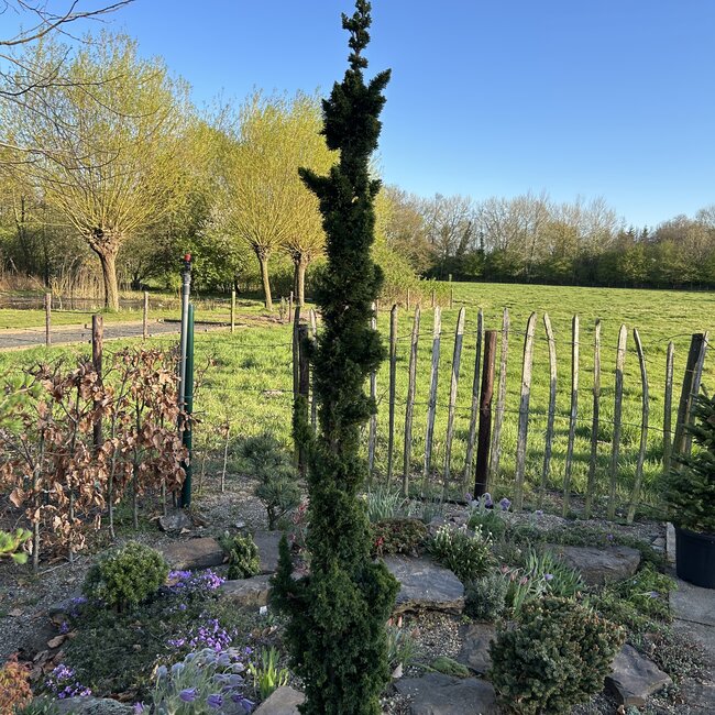 Chamaecyparis lawsoniana 'Wissel's Saguaro'