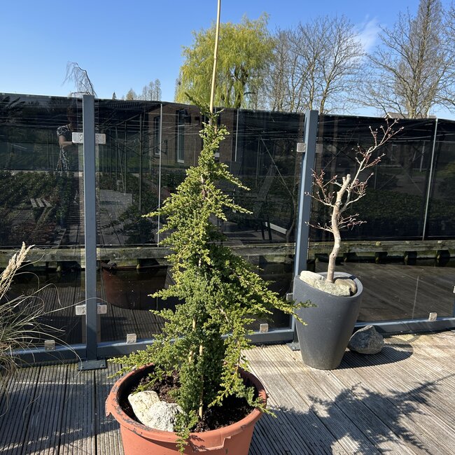 Juniperus procumbens 'Nana'