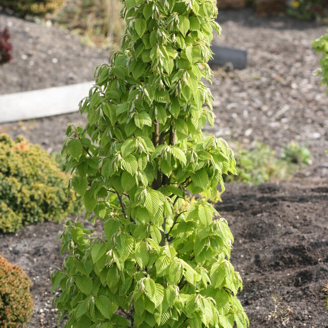 Carpinus betulus 'Fastigiata Nana'