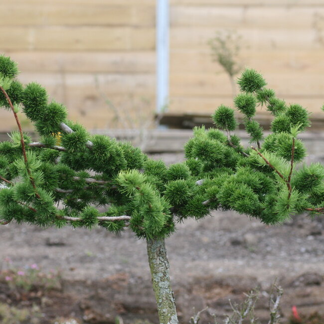 Larix decidua 'Krejci'