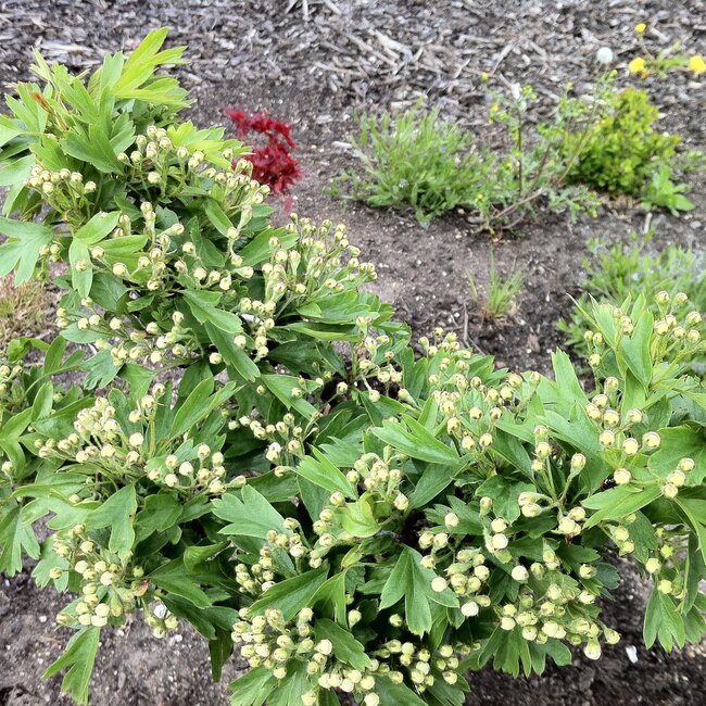 Crataegus monogyna 'Compacta'
