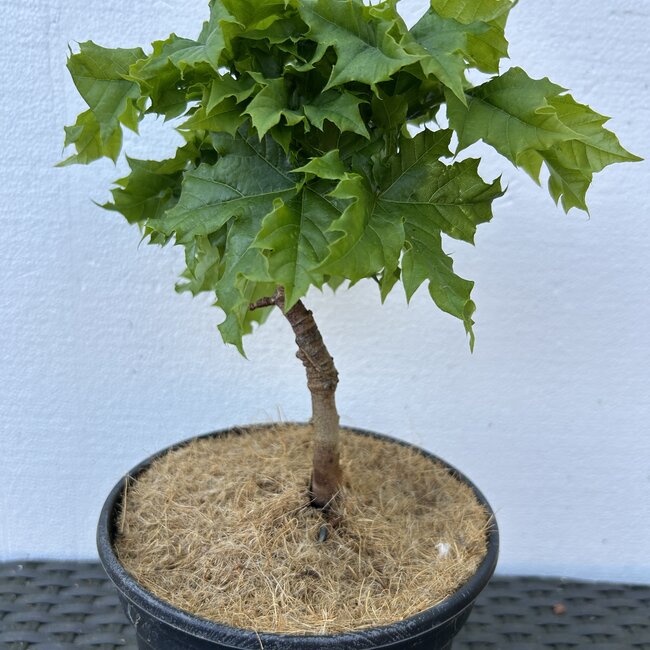 Acer platanoides 'Marit'
