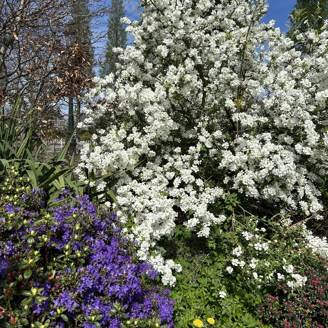 Exochorda racemosa 'Snow Mountain'®