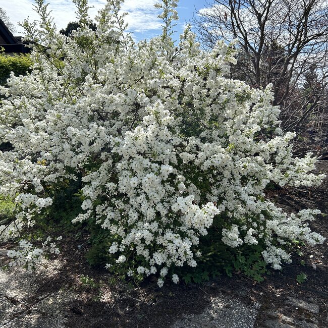 Exochorda racemosa 'Niagara' ®