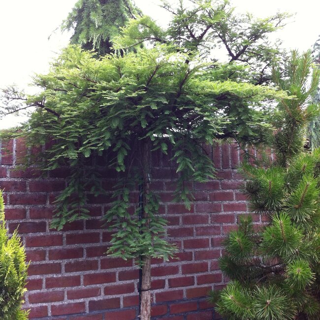 Metasequoia glyptostroboides 'Miss Grace'