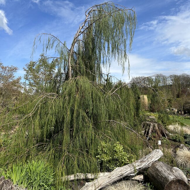 Chamaecyparis lawsoniana 'Imbricata Pendula'