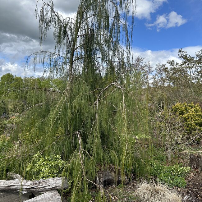 Chamaecyparis lawsoniana 'Imbricata Pendula'