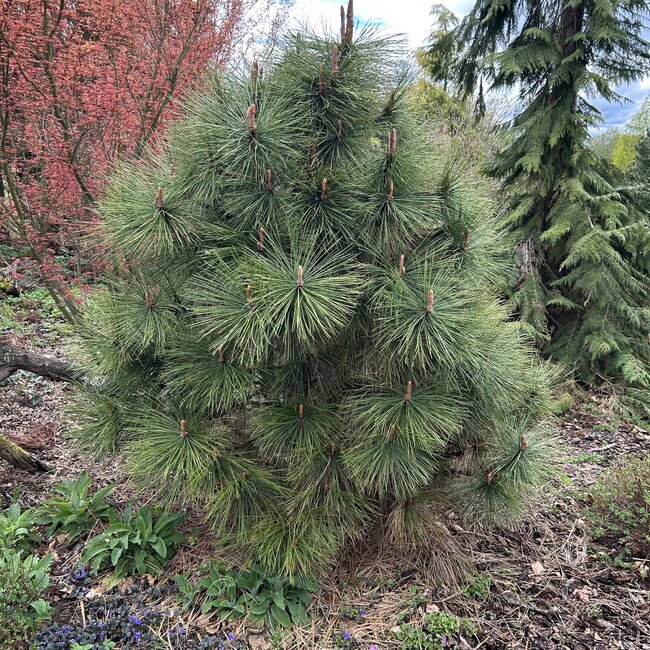 Pinus jeffreyi 'Joppi'