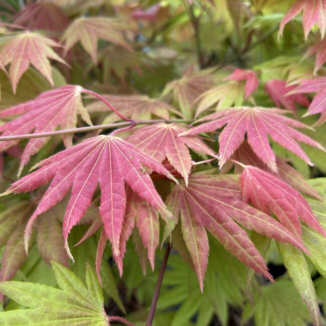Acer shirasawanum 'Moonrise'®