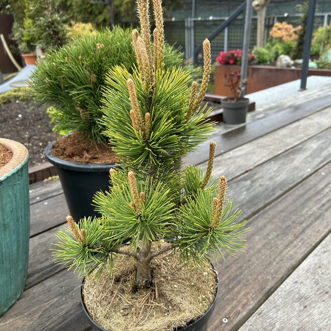 Pinus mugo 'Mumpitz'