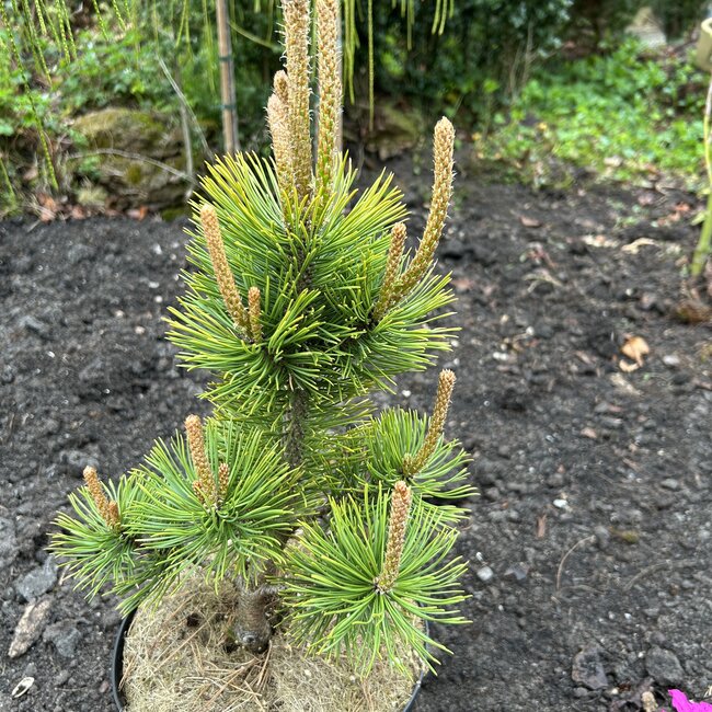 Pinus mugo 'Mumpitz'