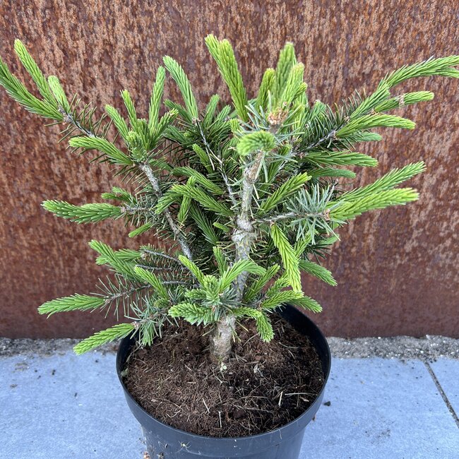 Picea breweriana 'Bucholtz Dwarf'