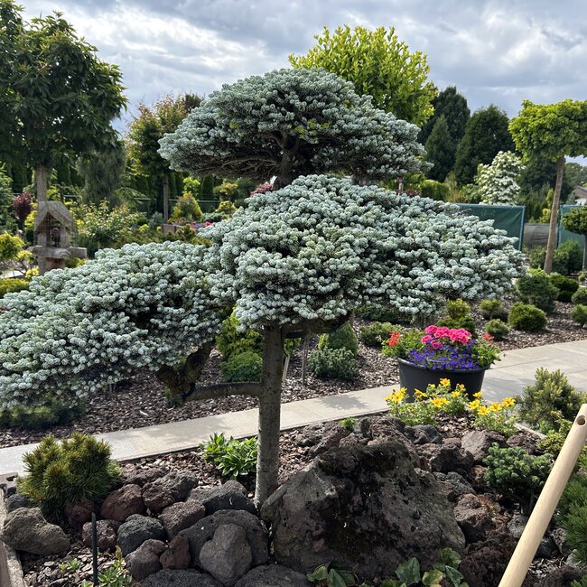 Doe meer met een conifeer 2