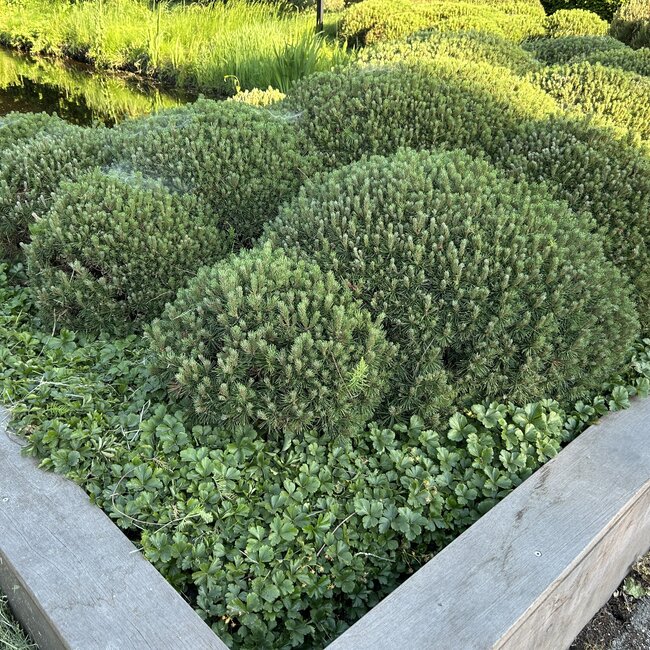 Doe meer met een conifeer 2