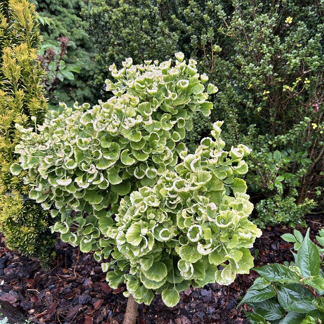 Ginkgo biloba 'Beijing Gold'