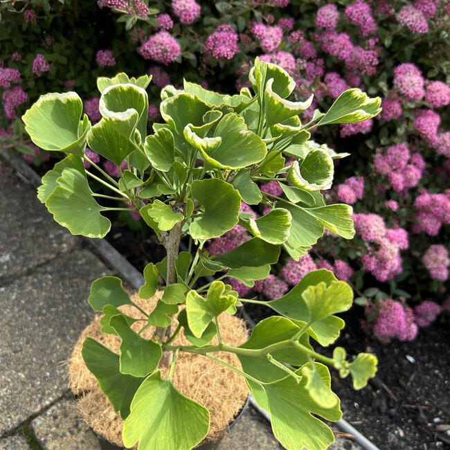Ginkgo biloba 'Beijing Gold'