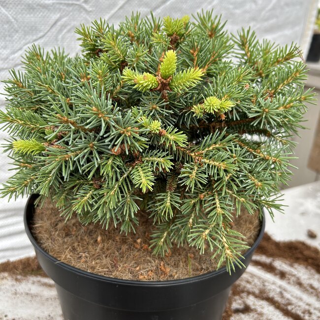 Picea abies 'Boruvka'