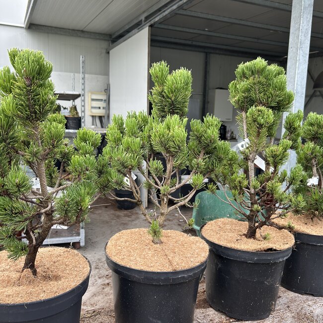 Pinus mugo 'Picobello'