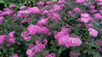 Een Canadese Connectie: DeVonne Friesen van Bloomin' Easy Plants bezoekt Herman Geers Handelskwekerij!