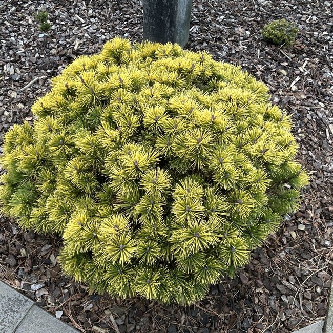 Pinus mugo 'Butternut'