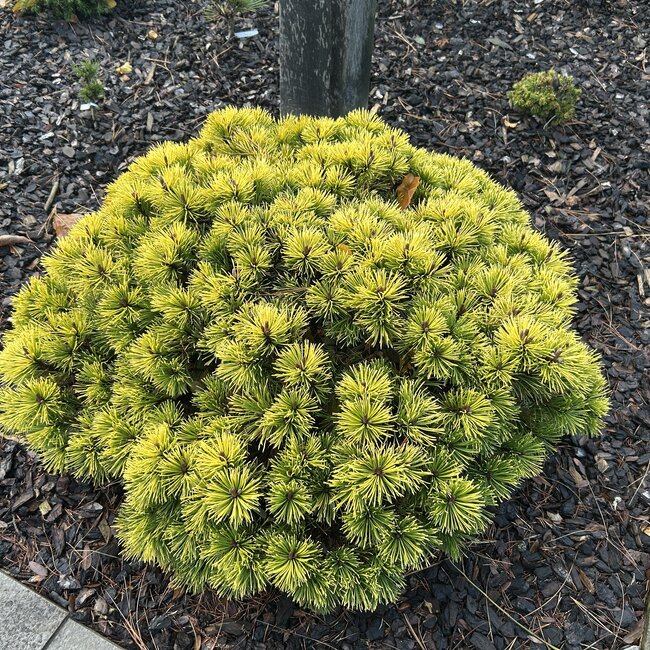 Pinus mugo 'Butternut'