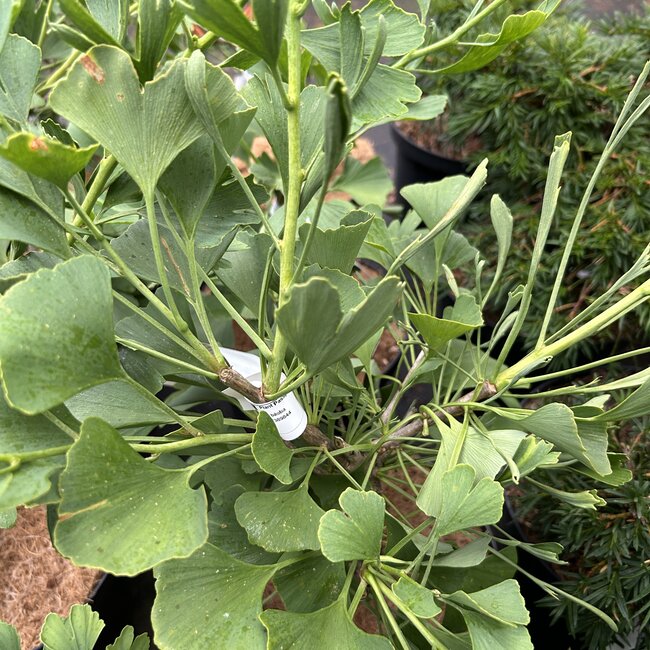 Ginkgo biloba 'Thelma'