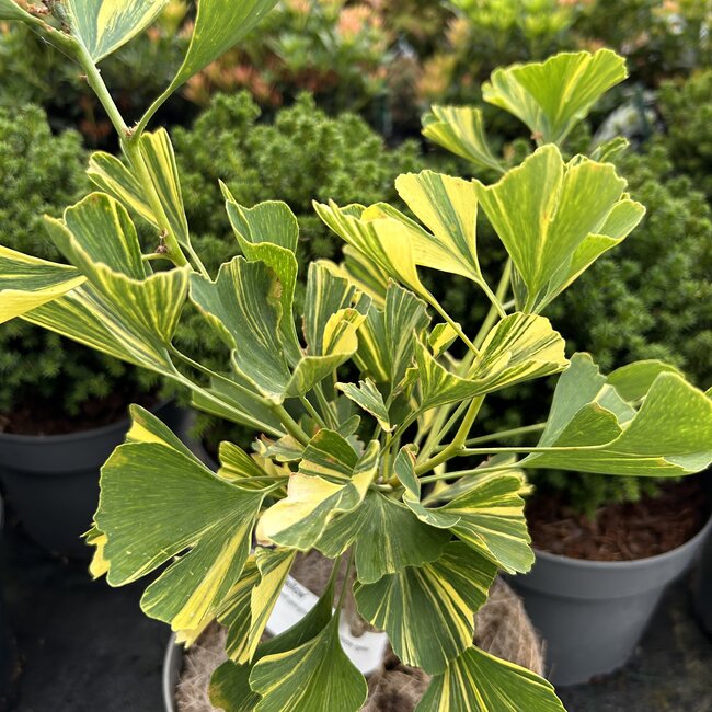 Ginkgo biloba 'Yellow Mellow'