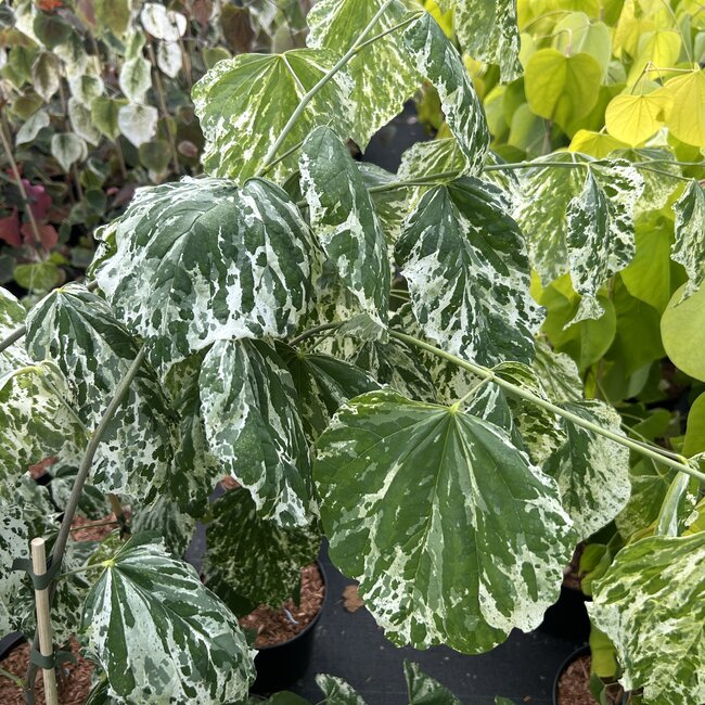 Cercis canadensis 'Alley Cat'