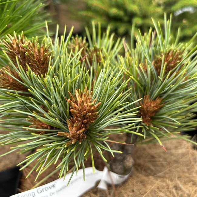 Pinus koraiensis 'Spring Grove'