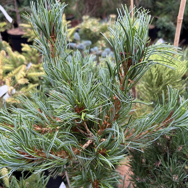 Pinus parviflora 'Schoon's Bonsai'