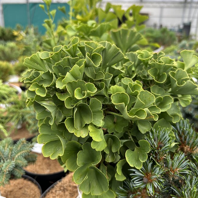 Ginkgo biloba 'Pine Glen Dwarf'