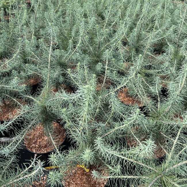Larix laricina 'Deborah Waxman'