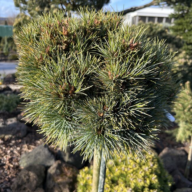 Pinus koraiensis 'Spring Grove'