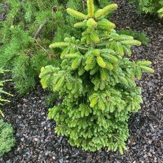 Abies nordmanniana 'Emannuel'