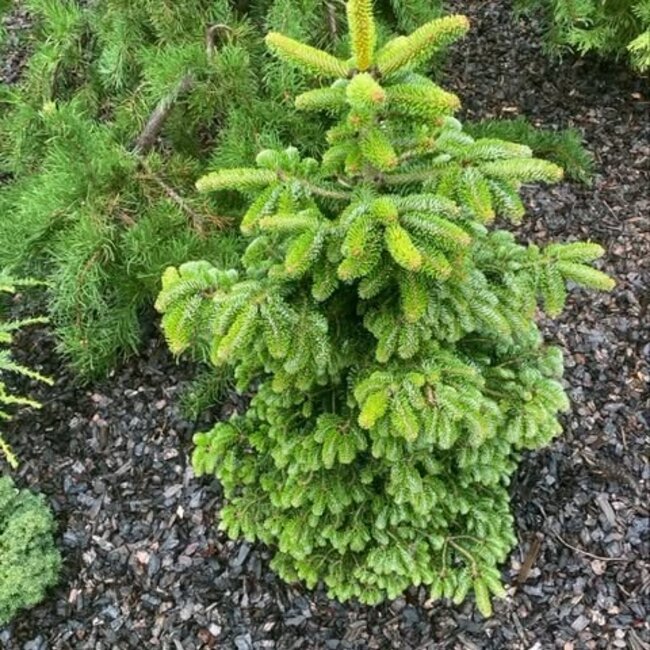 Abies nordmanniana 'Emannuel'