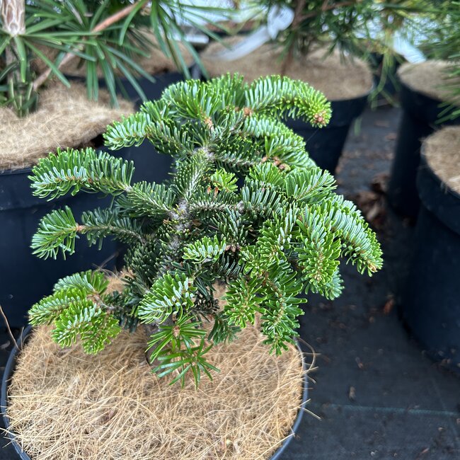 Abies nordmanniana 'Emannuel'
