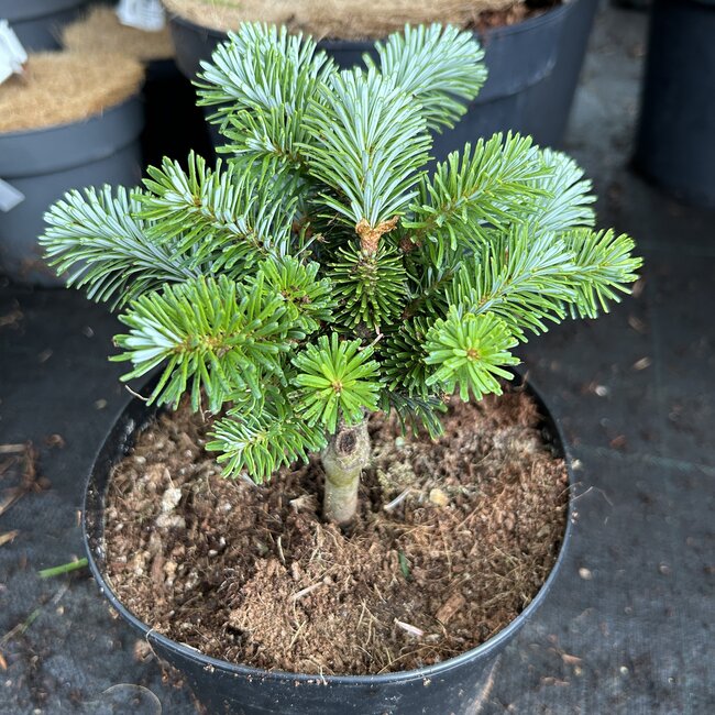 Abies koreana 'Frankenburg'