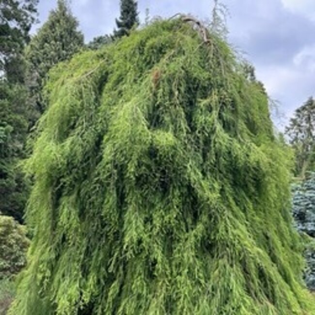 Taxodium distichum 'Cascade Falls'