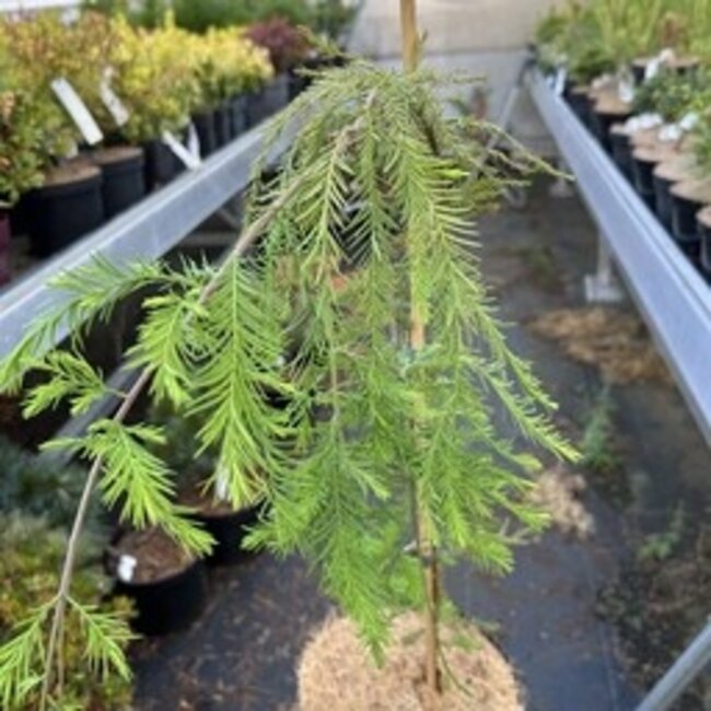 Taxodium distichum 'Cascade Falls'