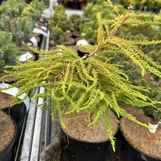 Taxodium distichum 'Seacrest'