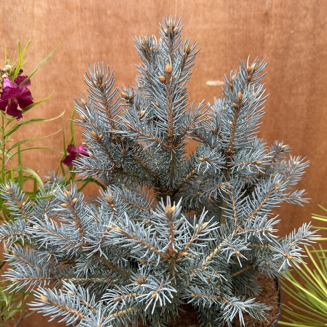 Picea pungens 'Scottie'