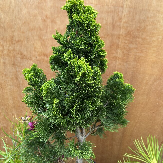 Chamaecyparis obtusa 'Nana Lutea'